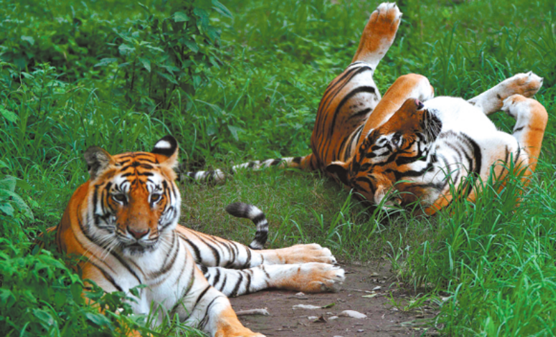  Tiger population rises, conflicts drop in Nepal